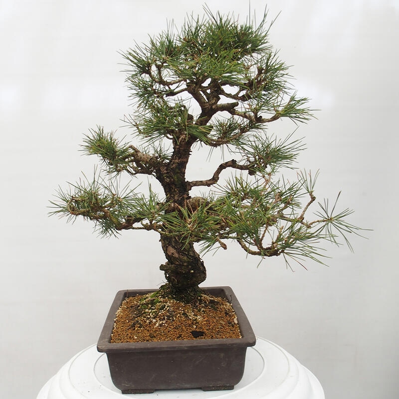 Outdoor-Bonsai - Pinus thunbergii - Thunbergkiefer