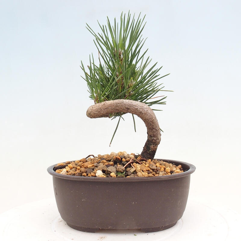 Bonsai im Freien - Pinus thunbergii - Thunbergia-Kiefer