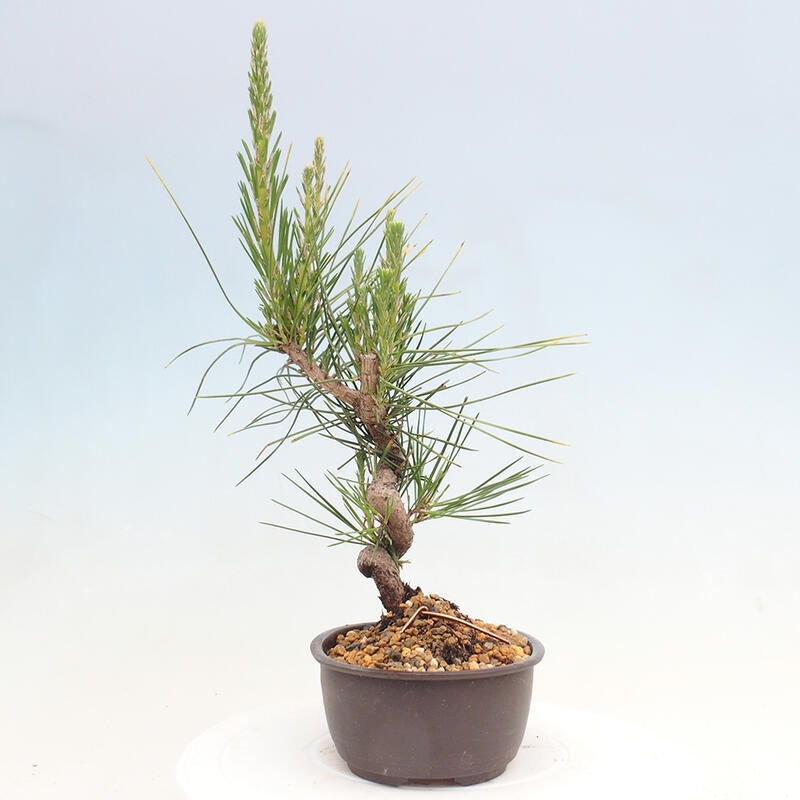 Bonsai im Freien - Pinus thunbergii - Thunbergia-Kiefer