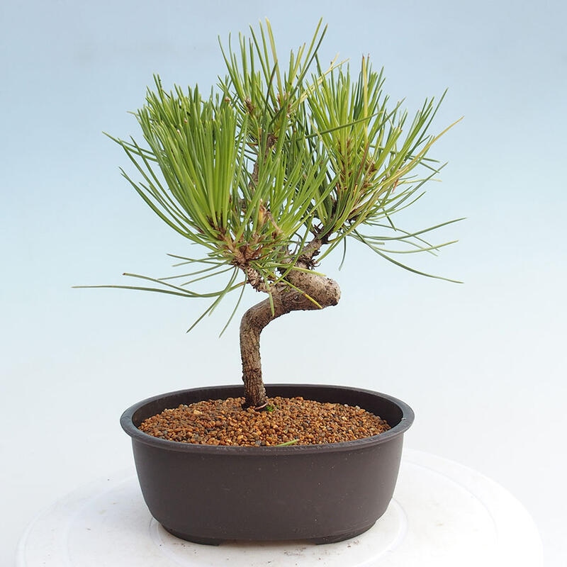 Bonsai im Freien - Pinus thunbergii - Thunbergia-Kiefer