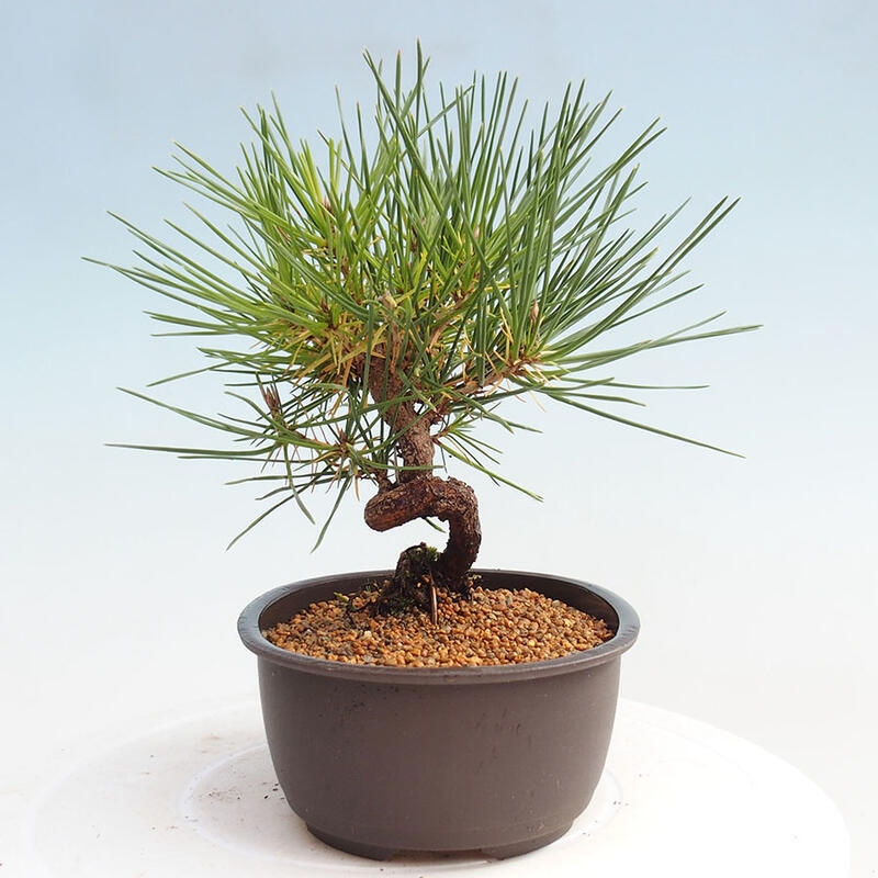Bonsai im Freien - Pinus thunbergii - Thunbergia-Kiefer