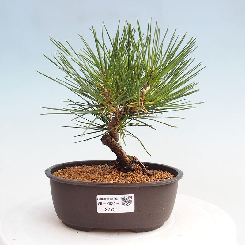 Bonsai im Freien - Pinus thunbergii - Thunbergia-Kiefer