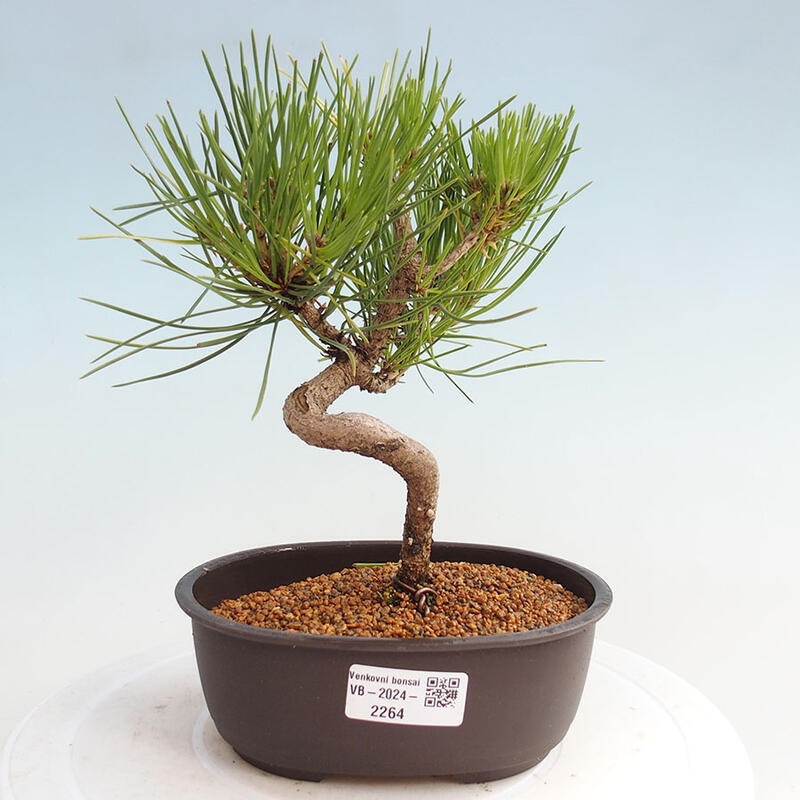 Bonsai im Freien - Pinus thunbergii - Thunbergia-Kiefer
