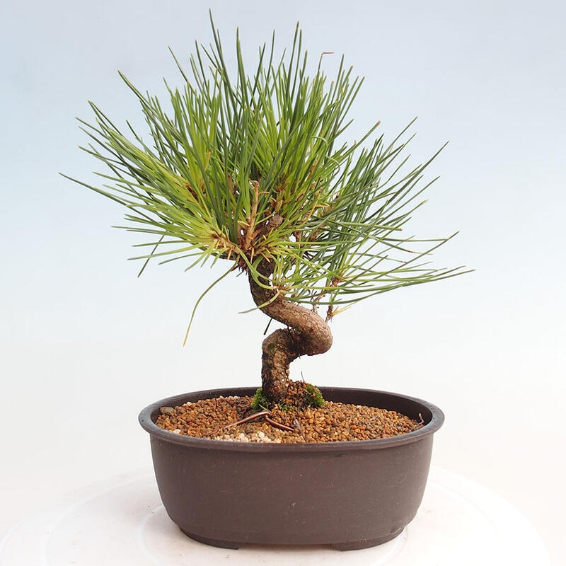 Bonsai im Freien - Pinus thunbergii - Thunbergia-Kiefer
