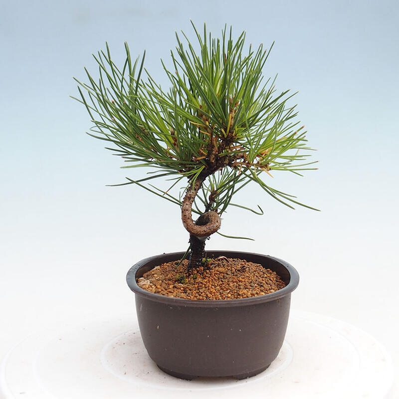 Bonsai im Freien - Pinus thunbergii - Thunbergia-Kiefer