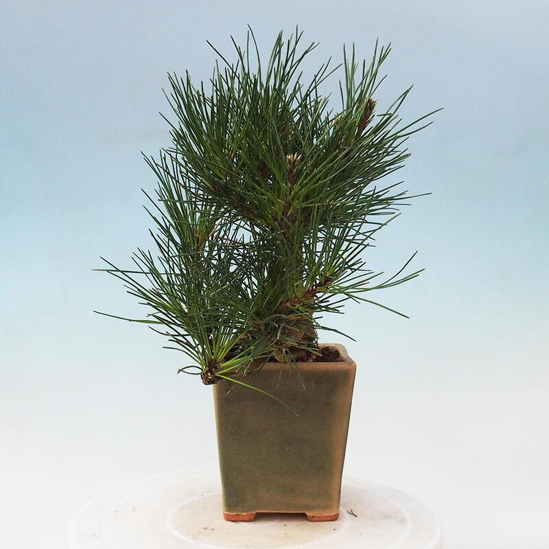 Bonsai im Freien - Pinus thunbergii - Thunbergia-Kiefer