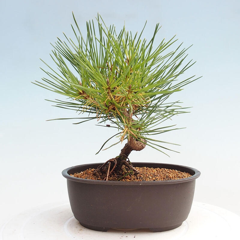 Bonsai im Freien - Pinus thunbergii - Thunbergia-Kiefer