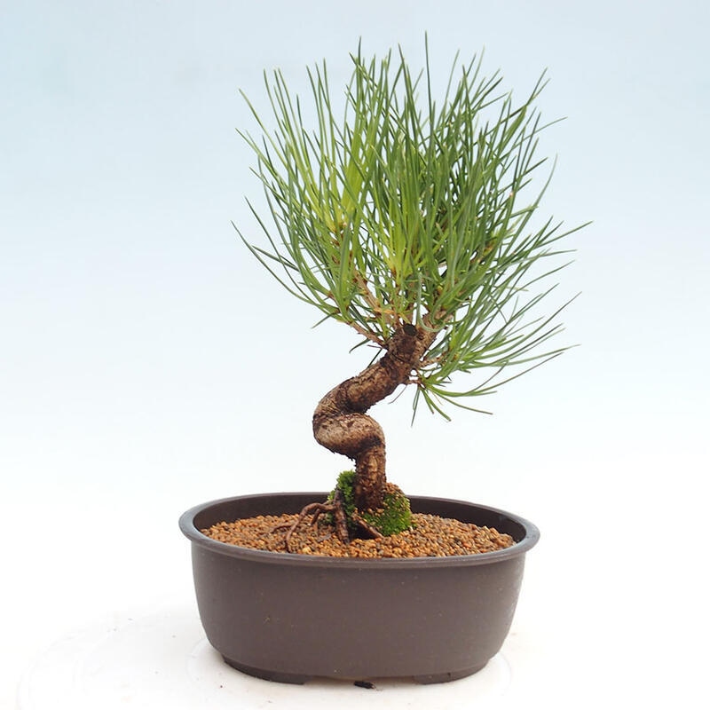 Bonsai im Freien - Pinus thunbergii - Thunbergia-Kiefer