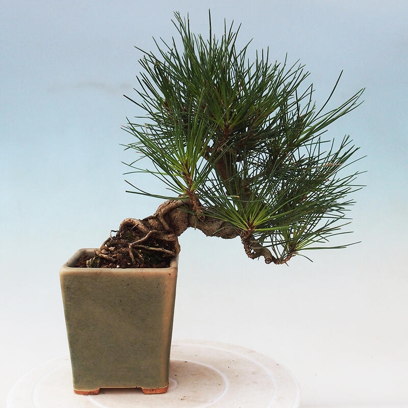 Bonsai im Freien - Pinus thunbergii - Thunbergia-Kiefer