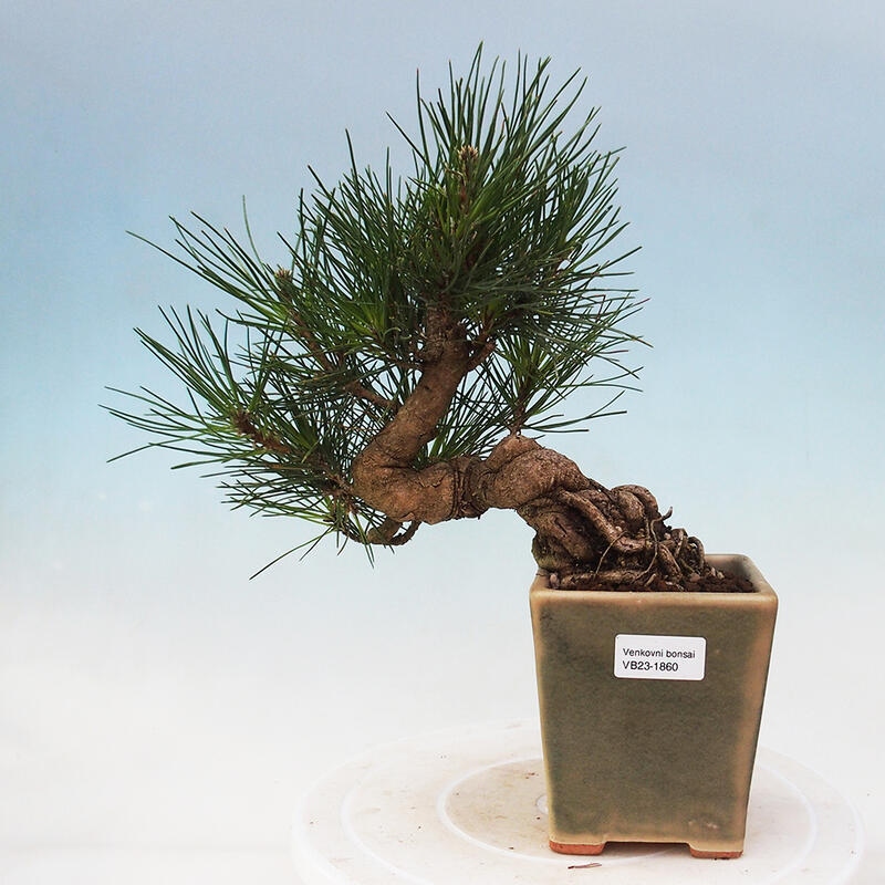 Bonsai im Freien - Pinus thunbergii - Thunbergia-Kiefer