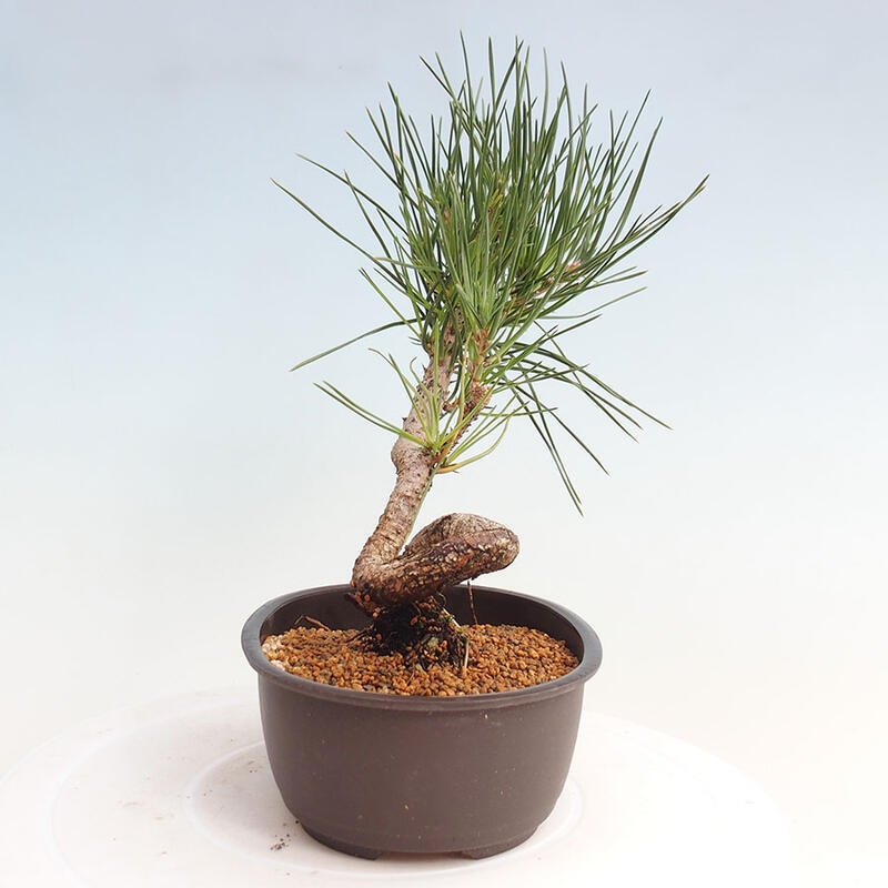 Bonsai im Freien - Pinus thunbergii - Thunbergia-Kiefer