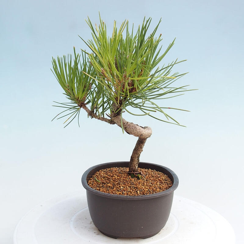Bonsai im Freien - Pinus thunbergii - Thunbergia-Kiefer