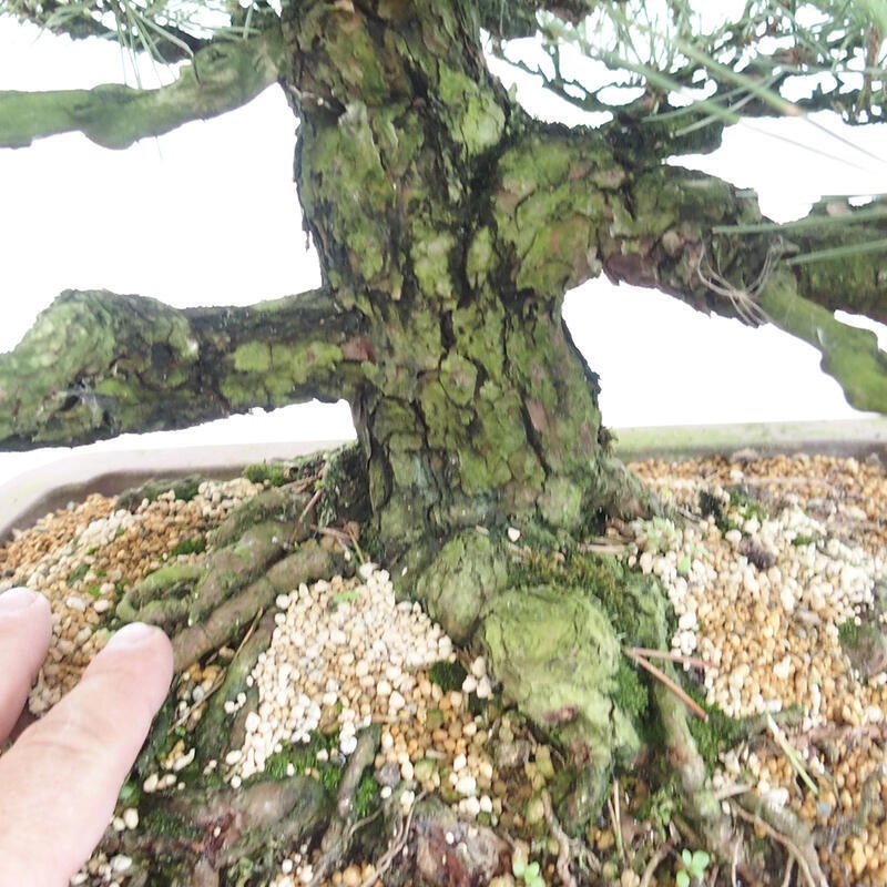 Outdoor-Bonsai - Pinus thunbergii - Thunbergkiefer