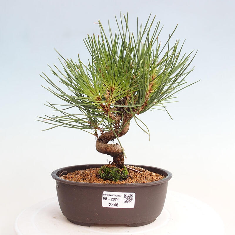 Bonsai im Freien - Pinus thunbergii - Thunbergia-Kiefer