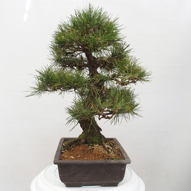Outdoor-Bonsai - Pinus thunbergii - Thunbergkiefer