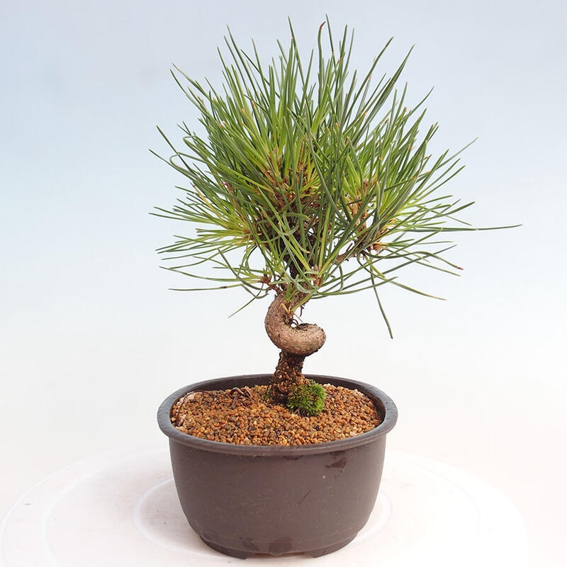 Bonsai im Freien - Pinus thunbergii - Thunbergia-Kiefer