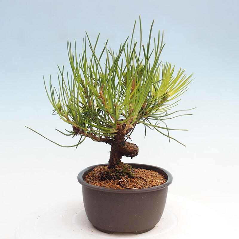 Bonsai im Freien - Pinus thunbergii - Thunbergia-Kiefer