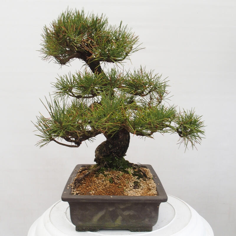 Outdoor-Bonsai - Pinus thunbergii - Thunbergkiefer