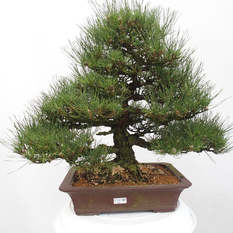 Outdoor-Bonsai - Pinus thunbergii - Thunbergkiefer