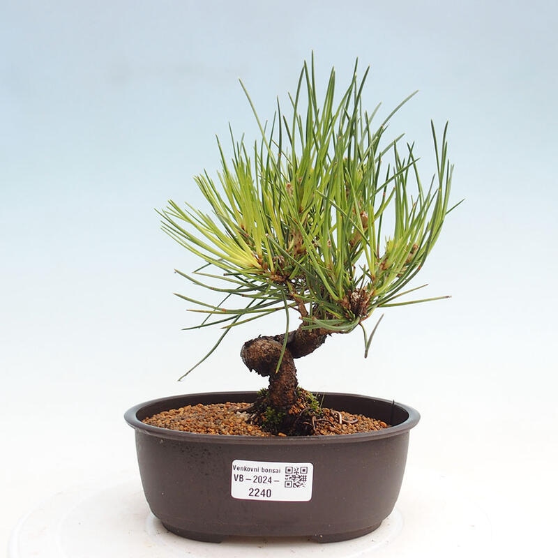 Bonsai im Freien - Pinus thunbergii - Thunbergia-Kiefer