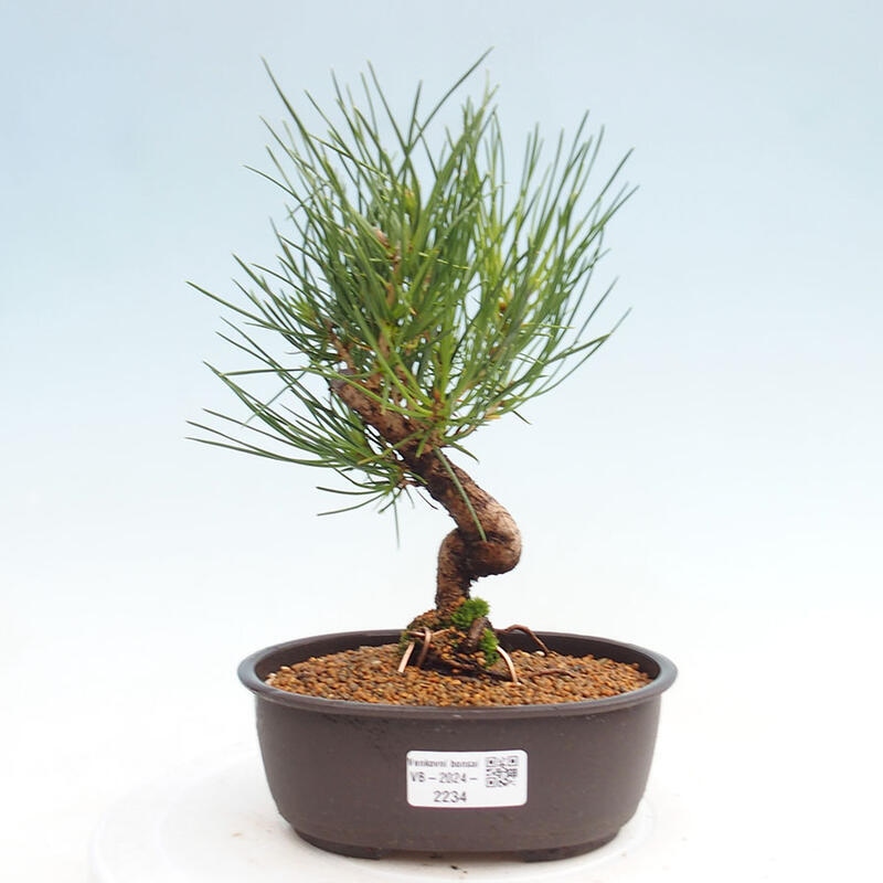 Bonsai im Freien - Pinus thunbergii - Thunbergia-Kiefer