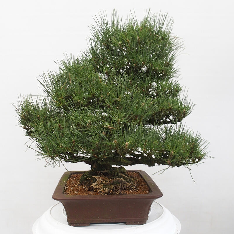 Outdoor-Bonsai - Pinus thunbergii - Thunbergkiefer