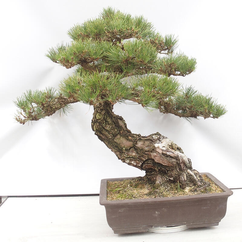 Outdoor-Bonsai - Pinus thunbergii - Thunbergkiefer