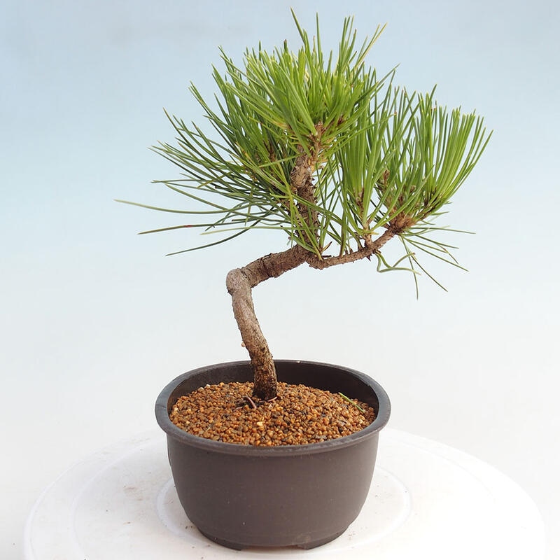 Bonsai im Freien - Pinus thunbergii - Thunbergia-Kiefer