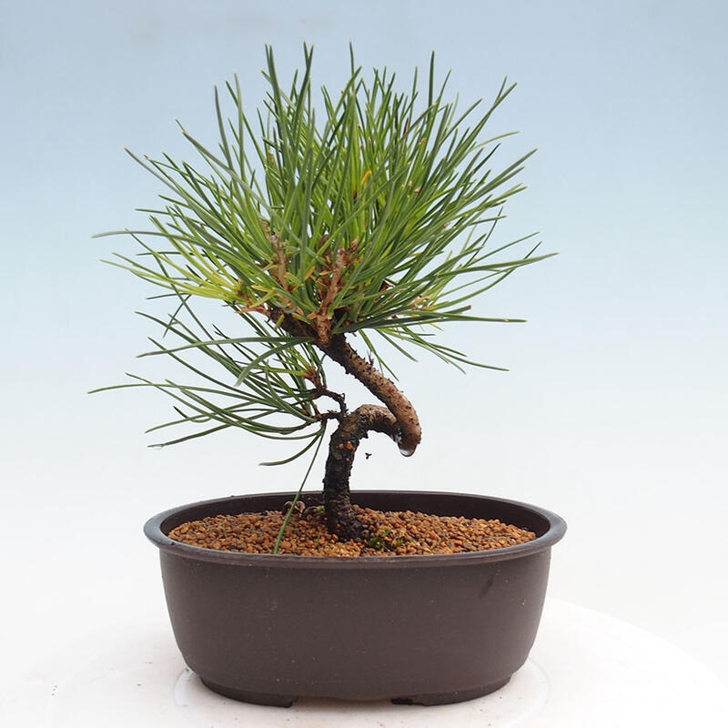 Bonsai im Freien - Pinus thunbergii - Thunbergia-Kiefer