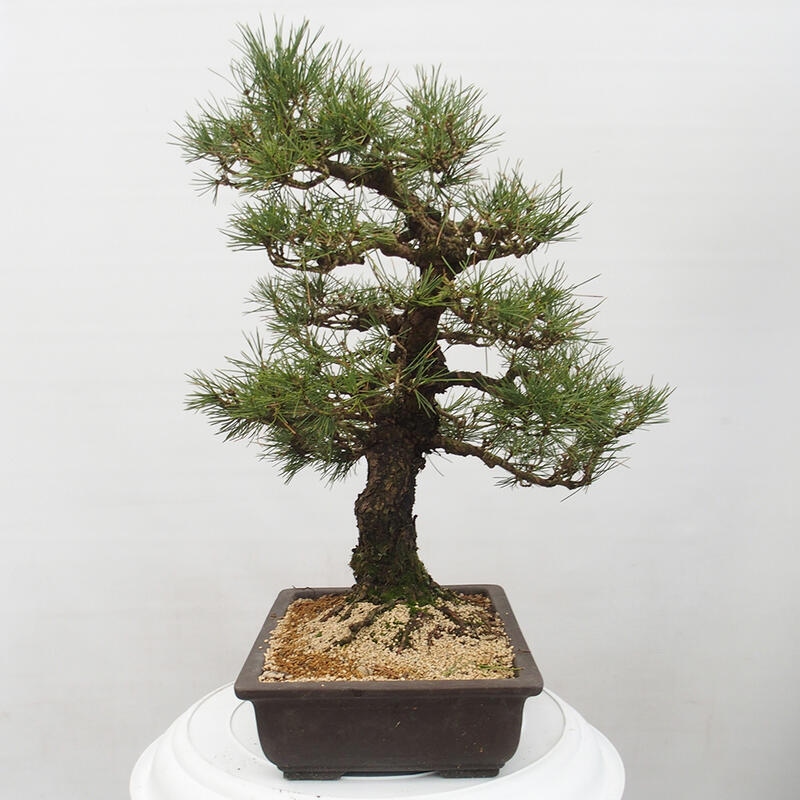 Outdoor-Bonsai - Pinus thunbergii - Thunbergkiefer
