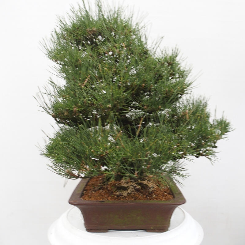 Outdoor-Bonsai - Pinus thunbergii - Thunbergkiefer