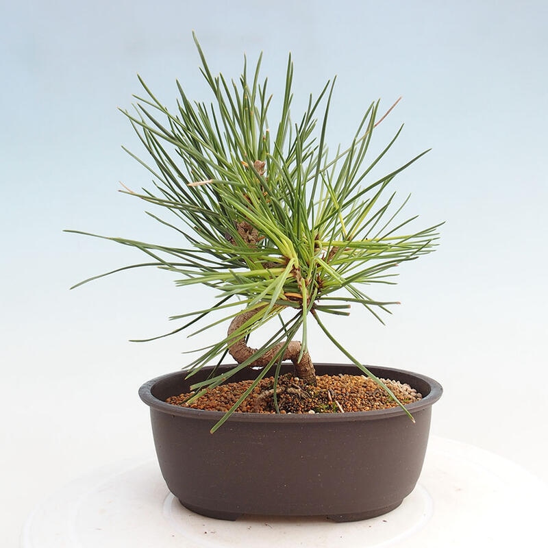 Bonsai im Freien - Pinus thunbergii - Thunbergia-Kiefer