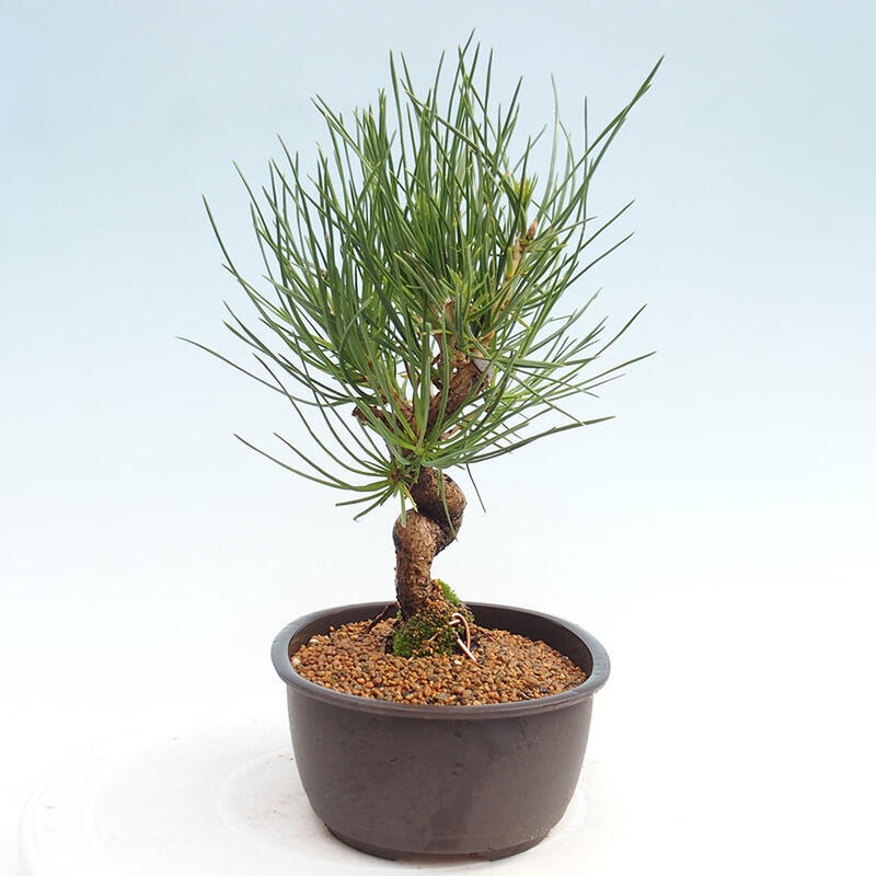 Bonsai im Freien - Pinus thunbergii - Thunbergia-Kiefer