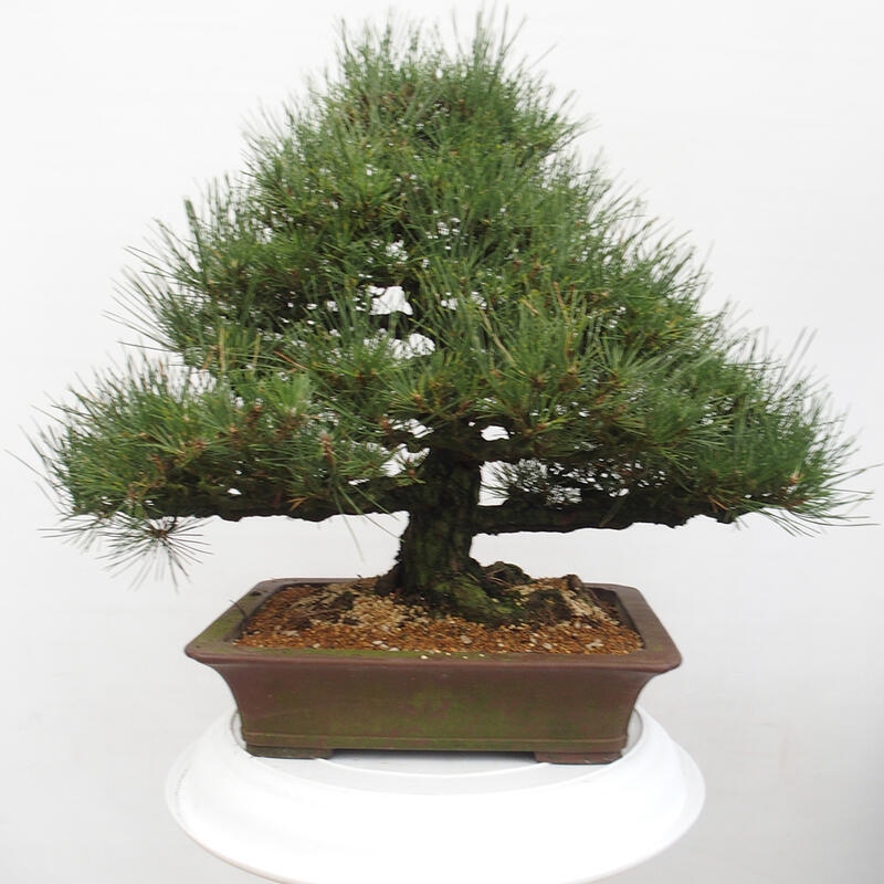 Outdoor-Bonsai - Pinus thunbergii - Thunbergkiefer