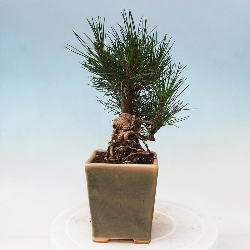 Bonsai im Freien - Pinus thunbergii - Thunbergia-Kiefer