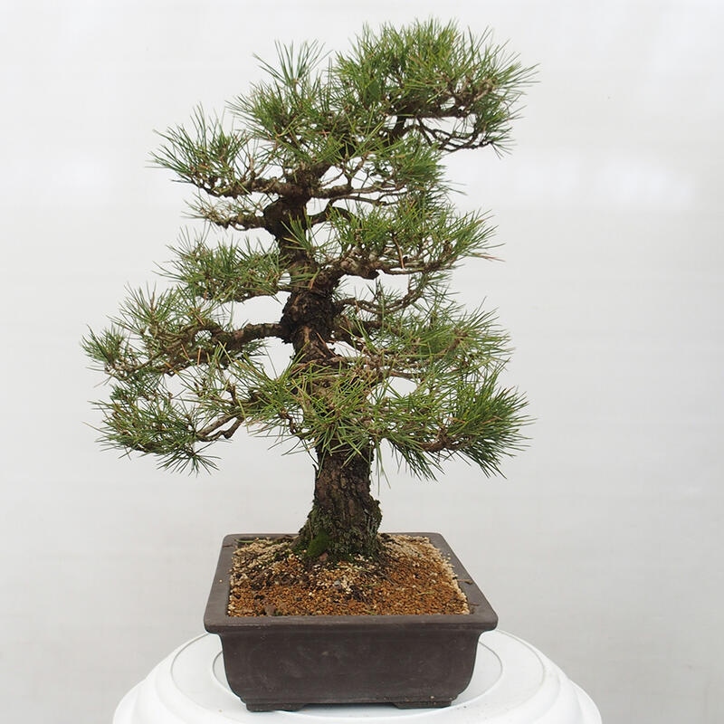 Outdoor-Bonsai - Pinus thunbergii - Thunbergkiefer