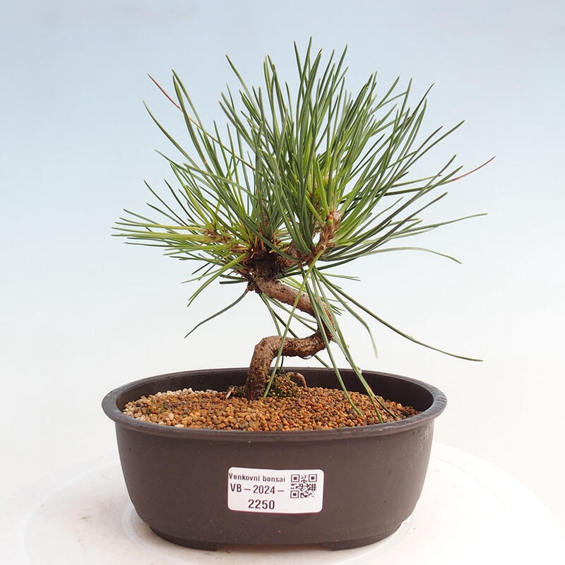 Bonsai im Freien - Pinus thunbergii - Thunbergia-Kiefer