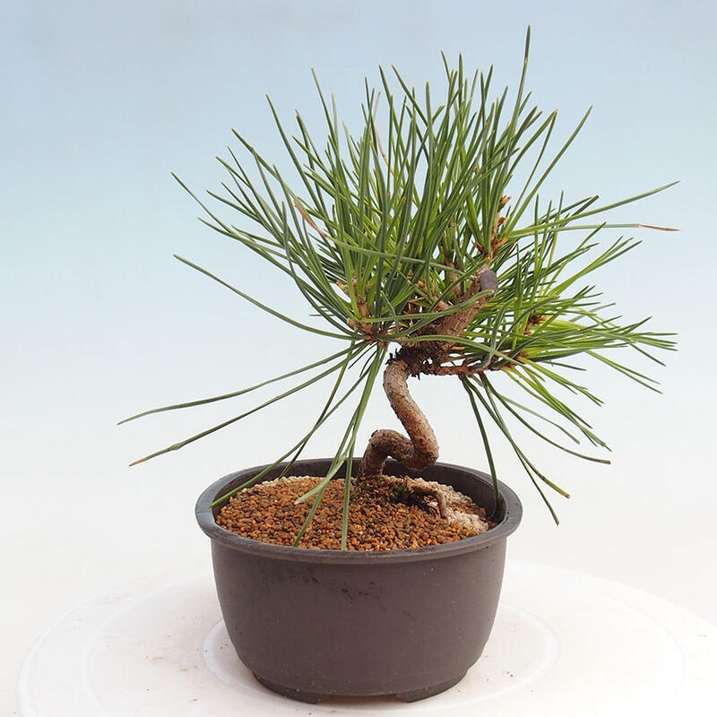 Bonsai im Freien - Pinus thunbergii - Thunbergia-Kiefer