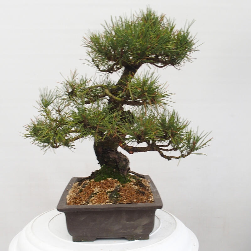 Outdoor-Bonsai - Pinus thunbergii - Thunbergkiefer