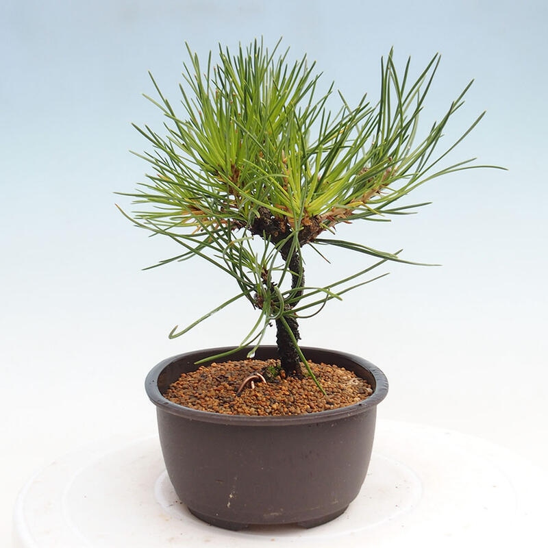 Bonsai im Freien - Pinus thunbergii - Thunbergia-Kiefer