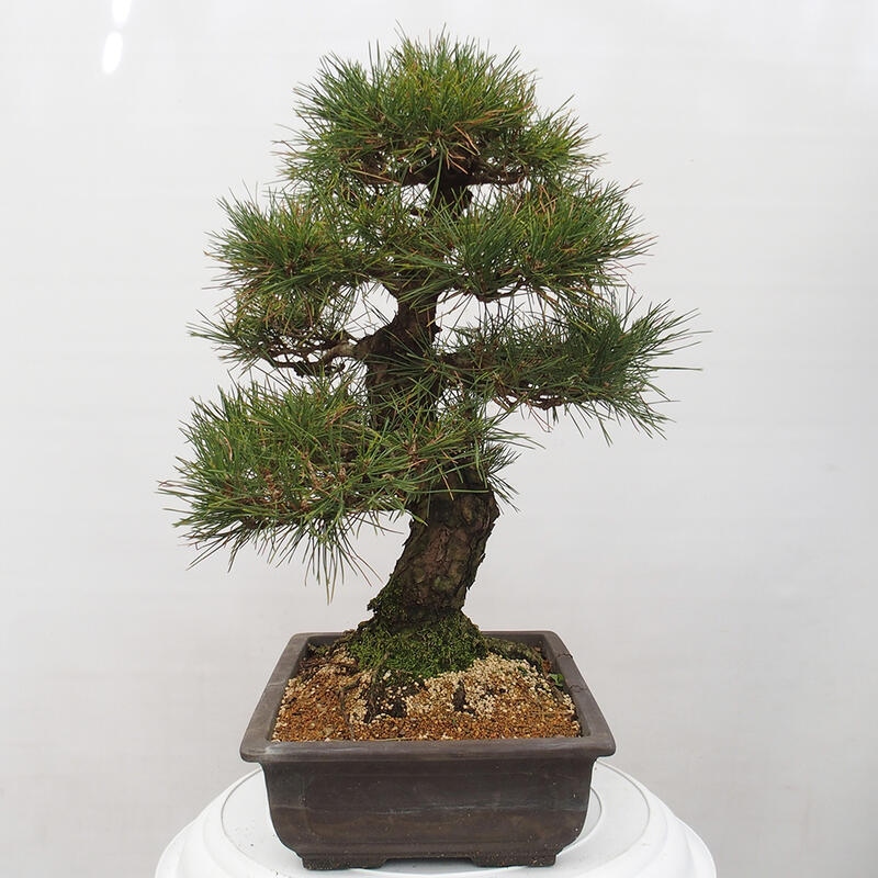 Outdoor-Bonsai - Pinus thunbergii - Thunbergkiefer