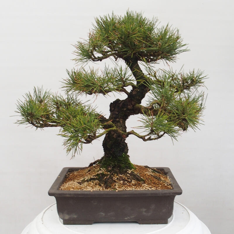 Outdoor-Bonsai - Pinus thunbergii - Thunbergkiefer