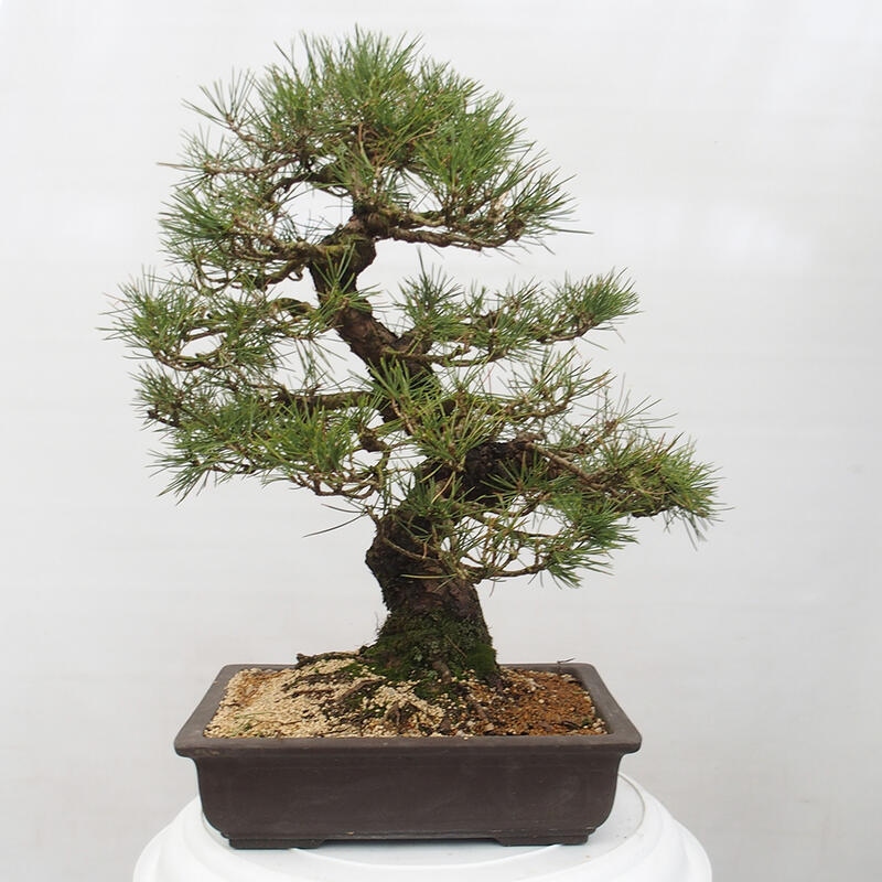 Outdoor-Bonsai - Pinus thunbergii - Thunbergkiefer