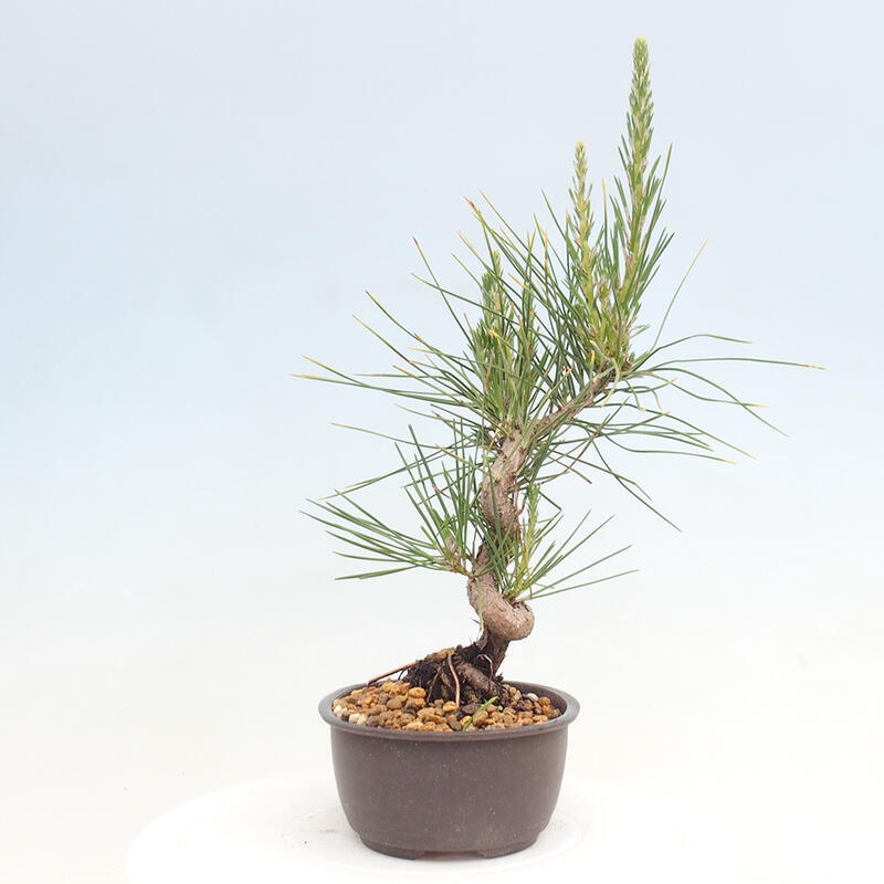 Bonsai im Freien - Pinus thunbergii - Thunbergia-Kiefer