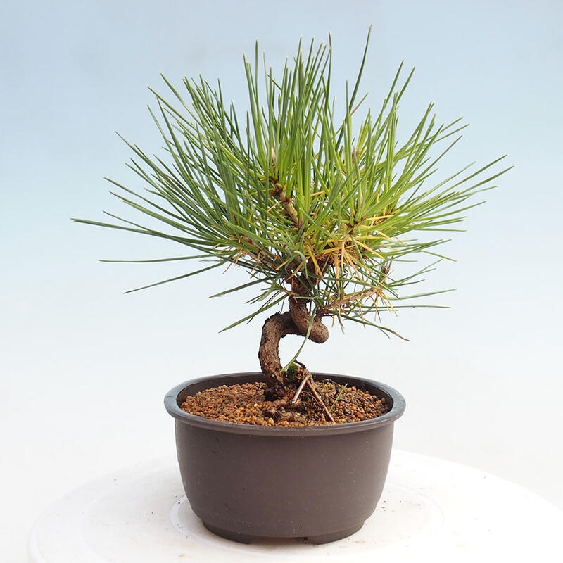 Bonsai im Freien - Pinus thunbergii - Thunbergia-Kiefer