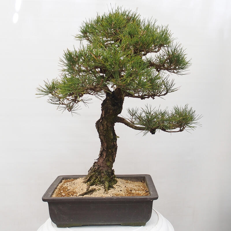 Outdoor-Bonsai - Pinus thunbergii - Thunbergkiefer