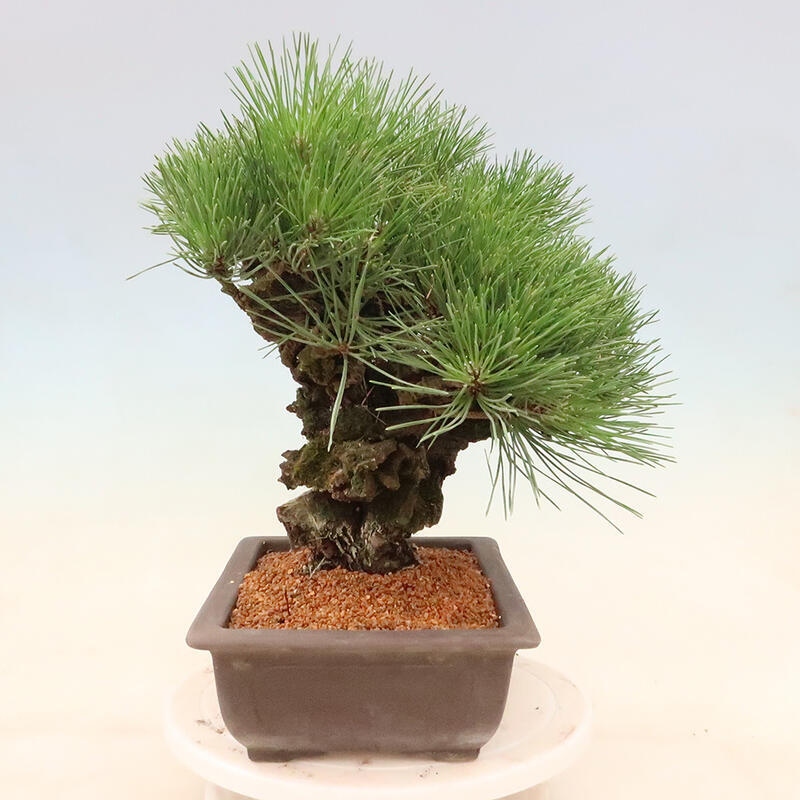 Outdoor-Bonsai - Pinus thunbergii corticosa - Kork Kiefer