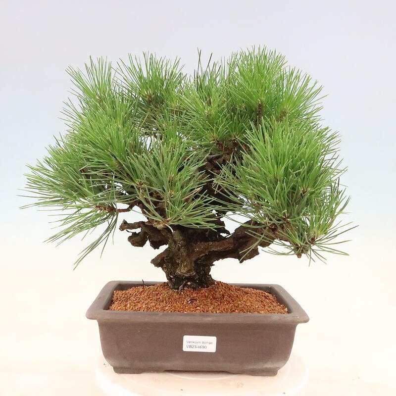 Outdoor-Bonsai - Pinus thunbergii corticosa - Kork Kiefer