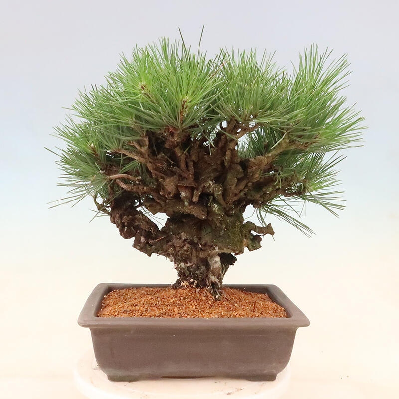 Outdoor-Bonsai - Pinus thunbergii corticosa - Kork Kiefer