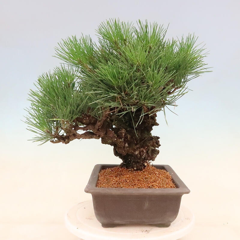Outdoor-Bonsai - Pinus thunbergii corticosa - Kork Kiefer